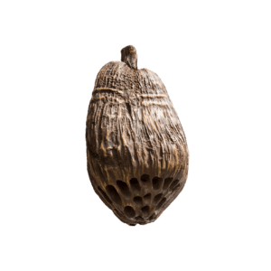 Dried seed pod with textured surface.