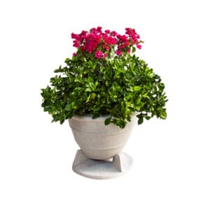 Potted plant with vibrant pink flowers.
